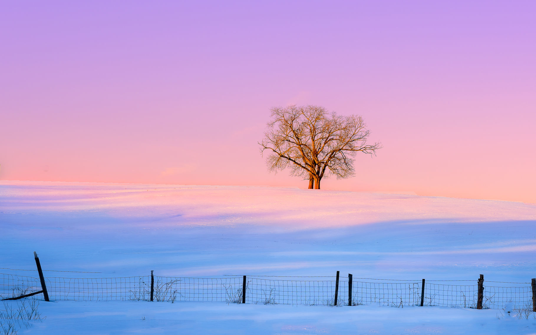Scenic Trees Category Honorable Mention #1: